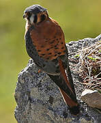 American Kestrel