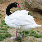Cygne à cou noir