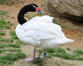 Cygne à cou noir