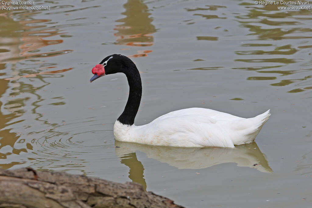 Black-necked Swan