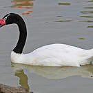 Cygne à cou noir