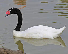 Cygne à cou noir