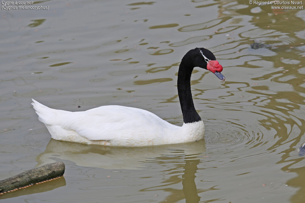 Black-necked Swan