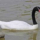 Cygne à cou noir
