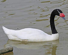 Black-necked Swan