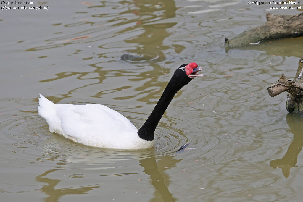 Black-necked Swan