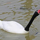 Cygne à cou noir
