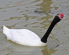 Black-necked Swan