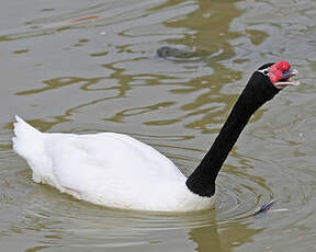 Cygne à cou noir