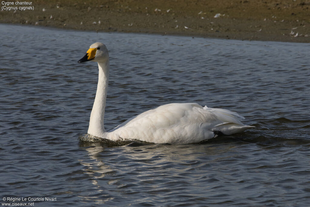 Whooper Swanadult