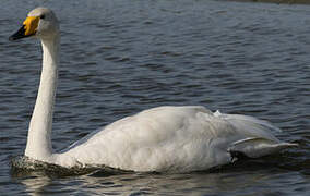 Whooper Swan