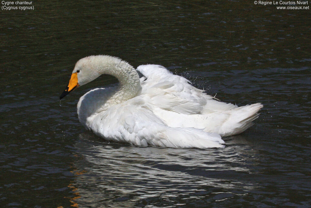 Whooper Swan