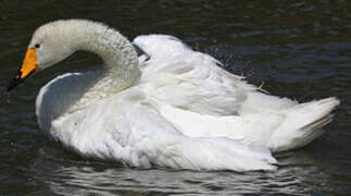 Whooper Swan