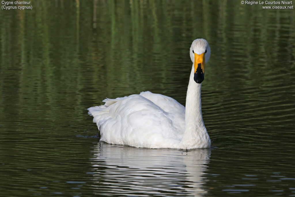 Whooper Swan