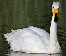 Whooper Swan