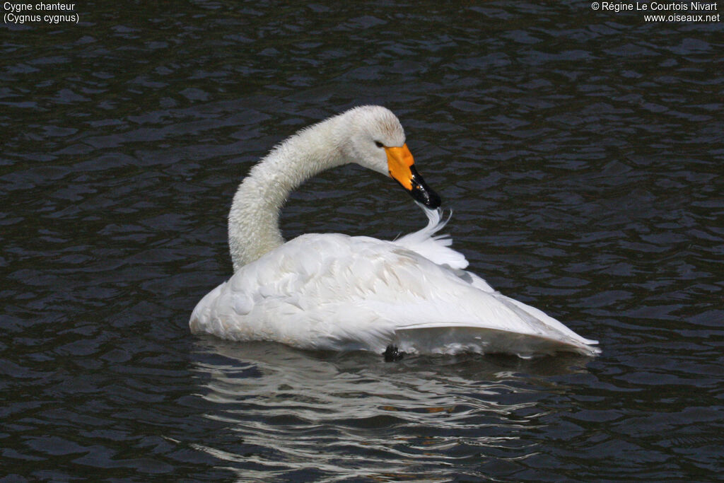 Cygne chanteuradulte