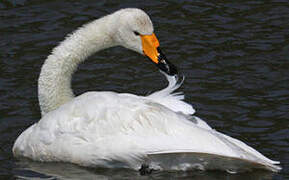 Cygne chanteur