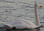 Cygne chanteur