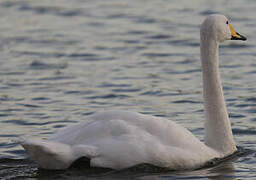 Whooper Swan