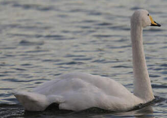 Cygne chanteur