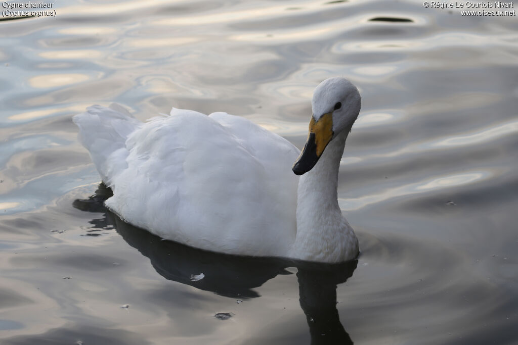 Whooper Swan