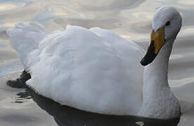 Whooper Swan