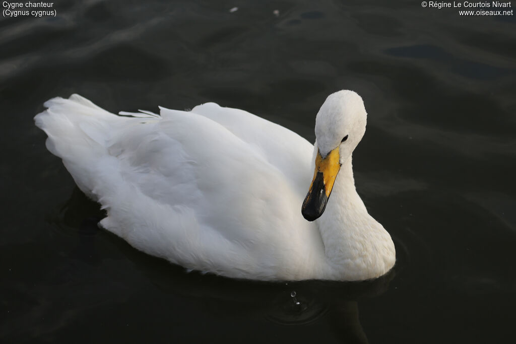 Cygne chanteur