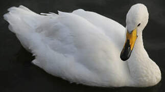 Cygne chanteur