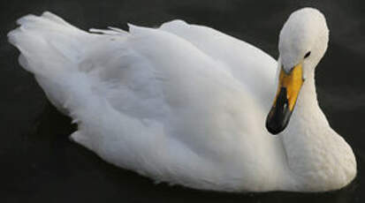 Cygne chanteur