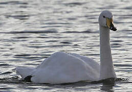 Cygne chanteur