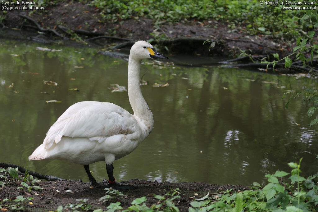 Cygne de Bewick