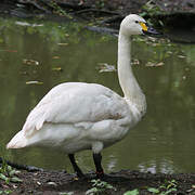 Cygne de Bewick