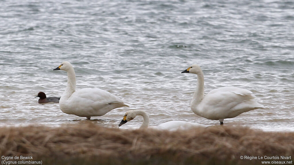 Cygne de Bewick