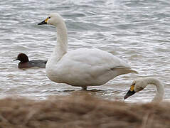 Tundra Swan