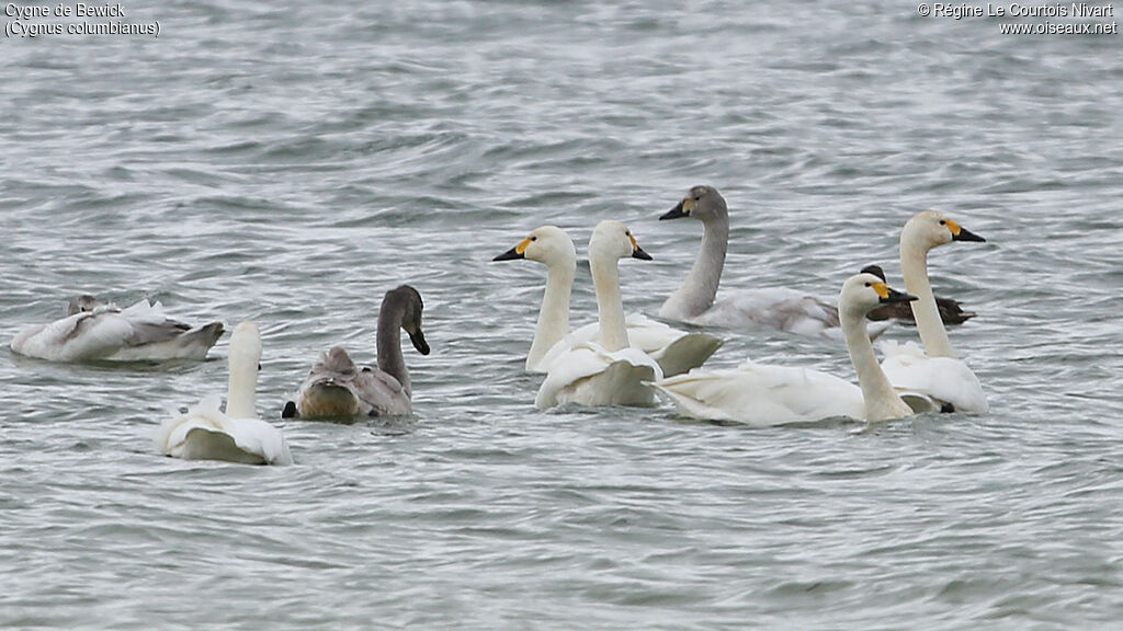 Tundra Swan