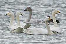 Cygne de Bewick