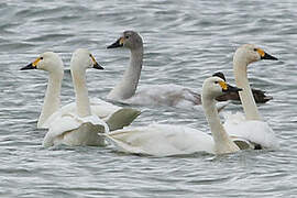 Tundra Swan