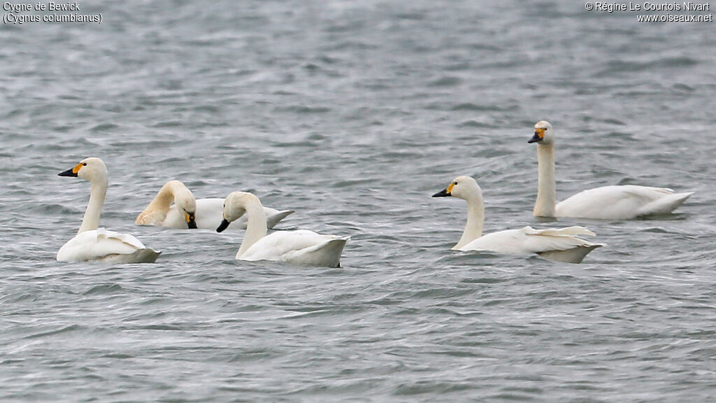 Cygne de Bewick