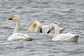 Cygne de Bewick