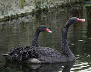 Cygne noir