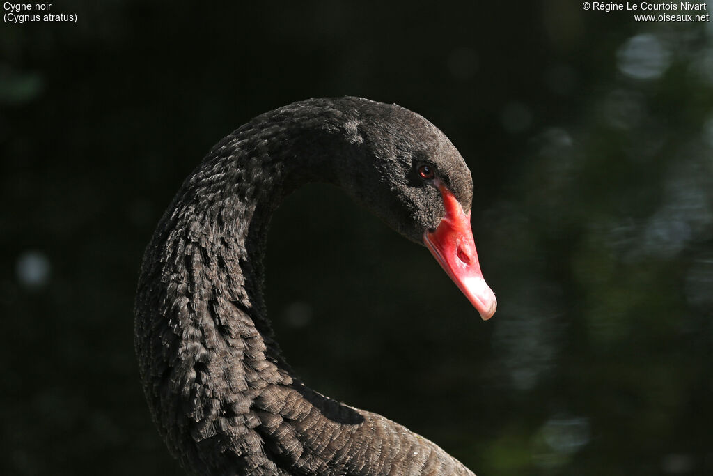 Black Swan