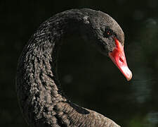 Black Swan