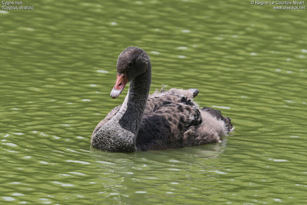 Black Swanjuvenile