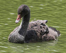 Cygne noir