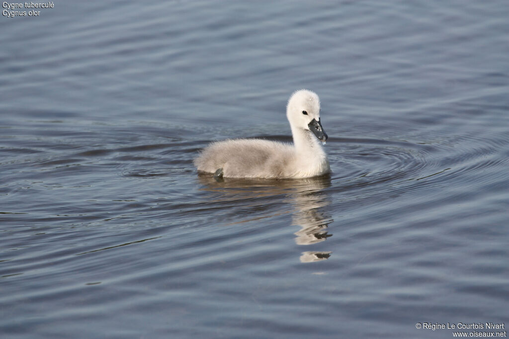 Mute Swanjuvenile