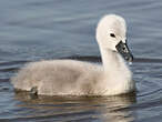 Cygne tuberculé