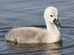 Cygne tuberculé