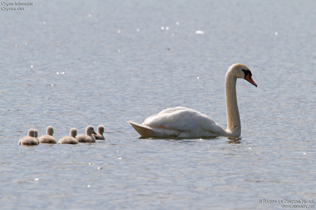 Mute Swan