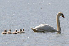 Cygne tuberculé