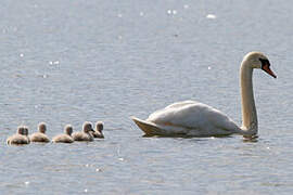 Mute Swan